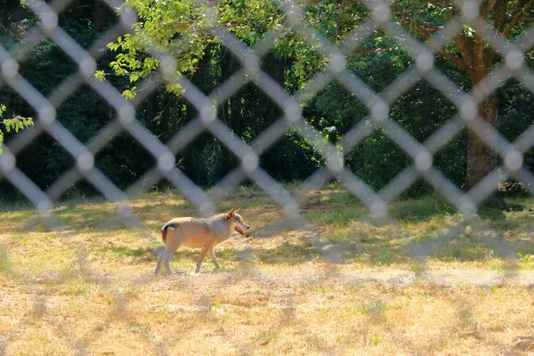 Cão Lobo Trancado Atrás Uma Cerca Parque Vida Selvagem Silz — Fotografia de Stock