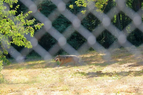 Câine Lup Blocat Spatele Unui Gard Parcul Faunei Sălbatice Din — Fotografie, imagine de stoc