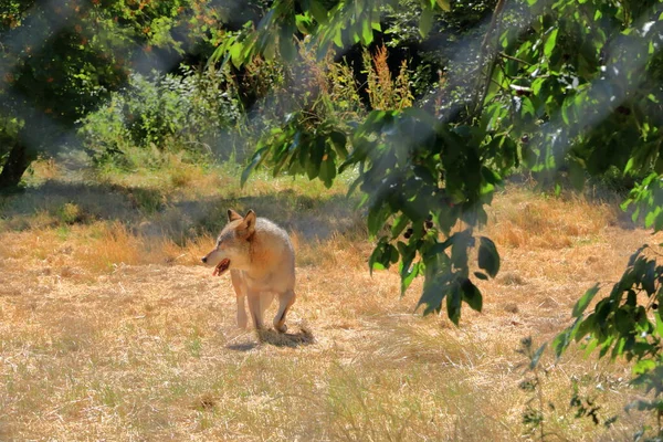 Cão Lobo Trancado Atrás Uma Cerca Parque Vida Selvagem Silz — Fotografia de Stock