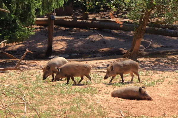 Javali Sus Scrofa Arrepiante Parque Vida Selvagem Silz Palatinado Alemanha — Fotografia de Stock