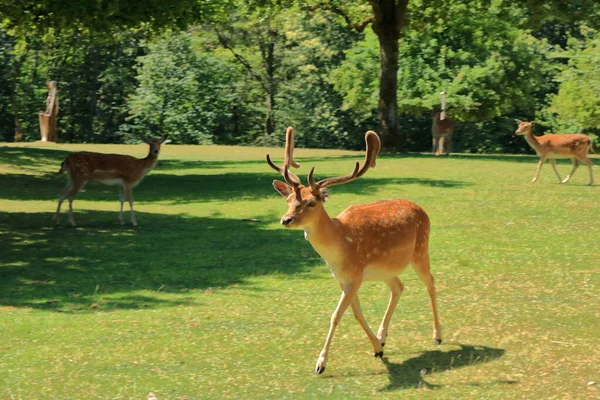 Wilde Reeën Het Wildpark Silz Palts Duitsland — Stockfoto