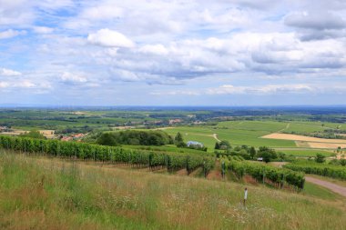 Üzüm bağlarından Berg Badzabern 'e kadar Alman şarap yolu damak zevkine uygun.