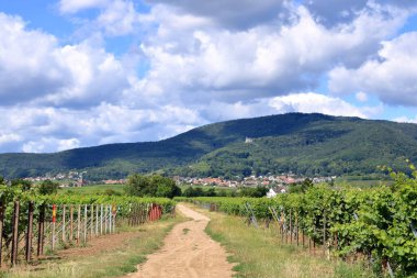 Rhodt, Rietburg, Hainfeld, Burrweiler, Weyher, Edenkoben, Edesheim köylerinin etrafındaki üzüm bağlarının manzarası.