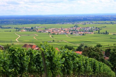 Rhodt, Rietburg, Hainfeld, Burrweiler, Weyher, Edenkoben, Edesheim köylerinin etrafındaki üzüm bağlarının manzarası.