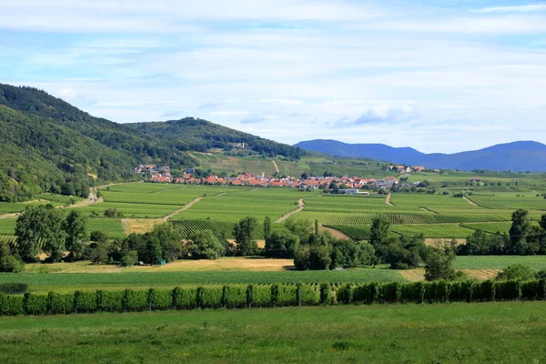 Vue Vignoble Klingenmuenster Sur Route Des Vins Allemande Dans Palatinat — Photo
