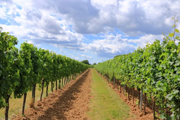 Vineyards along the german wine street in the summer