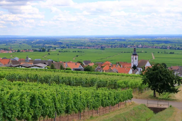 Vista Das Vinhas Redor Das Aldeias Rhodt Unter Rietburg Hainfeld — Fotografia de Stock