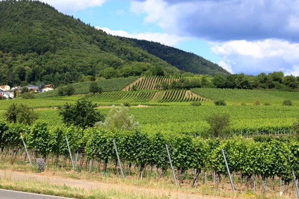 Weinberge Entlang Der Deutschen Weinstraße Sommer — Stockfoto