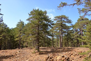 Kıbrıs 'ın ön planında çam dalları bulunan Troodos dağları manzarası