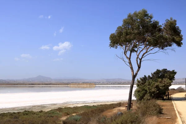 Schöner Salzsee Larnaka Auf Zypern Natürlicher Hintergrund Landschaft — Stockfoto