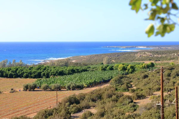 Terras Agrícolas Com Uma Plantação Bananas Jovem Chipre — Fotografia de Stock