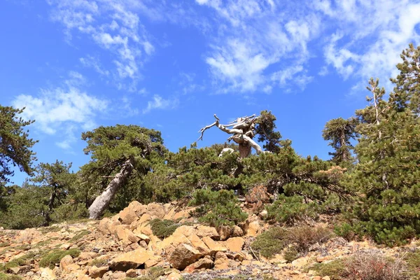 키프로스의 전경에 소나무 가지가 트로오도스 — 스톡 사진