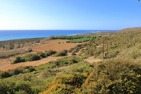 Agricultural Farmland Young Banana Plantation Cyprus — Stock Photo, Image