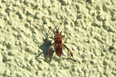 Leptoglossus oksidentalis. Batı kozalak tohumu böceği, nam-ı diğer WCSB. Makro, yeşil bir duvarda izole edilmiş.