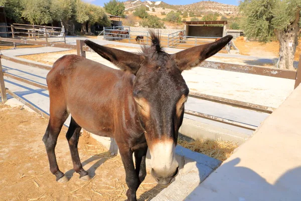 Eşek çiftliğindeki eşekler