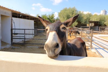 Eşek çiftliğindeki eşekler