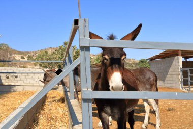 Eşek çiftliğindeki eşekler
