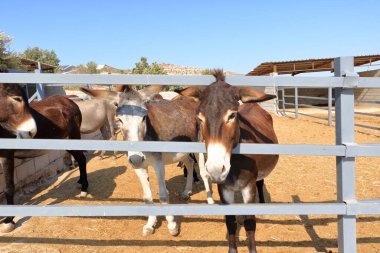 Eşek çiftliğindeki eşekler