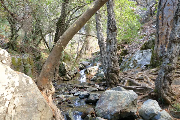 Kaledonya Şelalesi Cythe Deki Troodos Dağları Nda — Stok fotoğraf