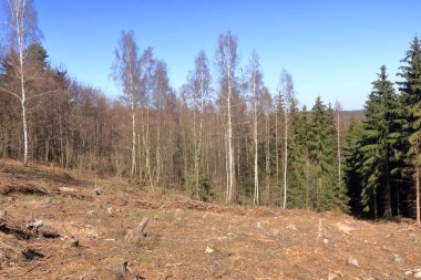 Güneşli bir günde çam ağacı ormanlarının sömürülmesi. Kütükler ve kütükler aşırı sömürülmenin çevreyi ve sürdürülebilirliği tehlikeye attığını gösteriyor..