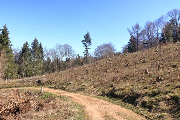 Skogsplantage Och Unga Nyplanterade Träd Odling Växande Panoramautsikt Landskap — Stockfoto