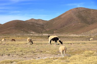 Bolivya 'da Potosi ve Uyuni arasındaki otoyolun yanındaki lama lamaları