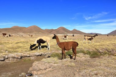 Bolivya 'da Potosi ve Uyuni arasındaki otoyolun yanındaki lama lamaları