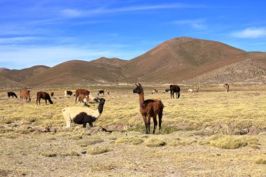 Bolivya 'da Potosi ve Uyuni arasındaki otoyolun yanındaki lama lamaları