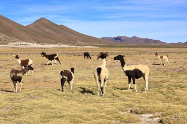 Bolivya 'da Potosi ve Uyuni arasındaki otoyolun yanındaki lama lamaları
