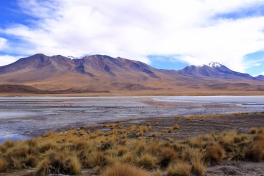 Laguna Hedionda, Bolivya. Ve bir de vahşi yaşam. Flamingolu bir Bolivya gölü