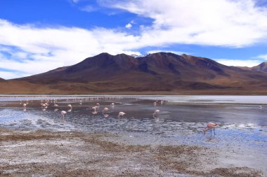 Laguna Hedionda, Bolivya. Ve bir de vahşi yaşam. Flamingolu bir Bolivya gölü