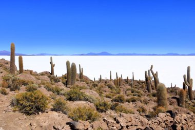 Bolivya 'daki Uyuni' nin tuzlu düz çölünde kaktüs adasında (İncahuasi Adası).