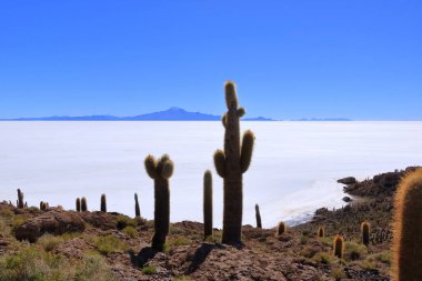 Bolivya 'daki Uyuni tuz dairesindeki Incahuasi Adası' ndan (kaktüs adası) bir manzara