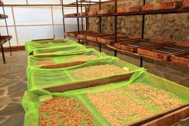 Bolivya 'da, dağ ormanlarındaki bir plantasyonda kahve yapma sürecinde.