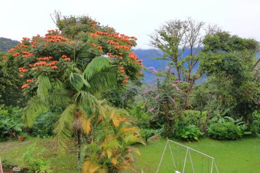 Güzel ağaçlar ve bitkiler, Bolivya 'nın doğası.