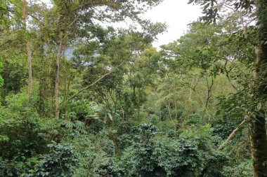 Güzel ağaçlar ve bitkiler, Bolivya 'nın doğası.