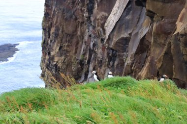 Puffin with fish in the mouth at the Faroe Islands, Mykines, Denmark in Europe