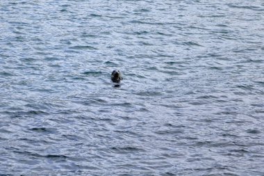 seal looking from the sea to the hikers at the Faroe Islands in Denmark