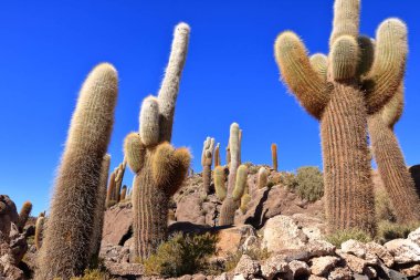 Bolivya 'daki Uyuni' nin tuzlu düz çölünde kaktüs adasında (İncahuasi Adası).
