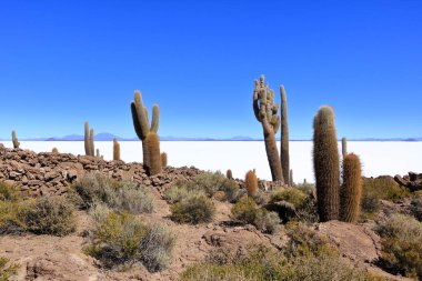 Bolivya 'daki Uyuni' nin tuzlu düz çölünde kaktüs adasında (İncahuasi Adası).
