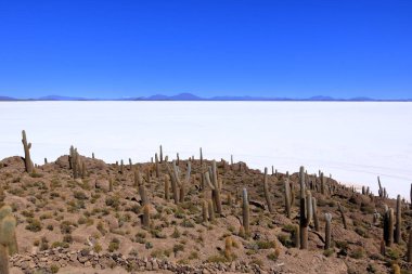 Bolivya 'daki Uyuni' nin tuzlu düz çölünde kaktüs adasında (İncahuasi Adası).