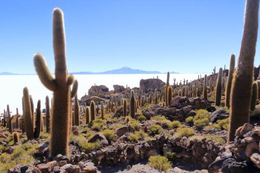 Bolivya 'daki Uyuni' nin tuzlu düz çölünde kaktüs adasında (İncahuasi Adası).