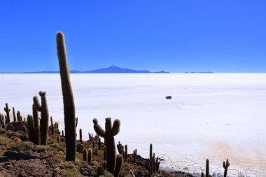 Bolivya 'daki Uyuni tuz dairesindeki Incahuasi Adası' ndan (kaktüs adası) bir manzara