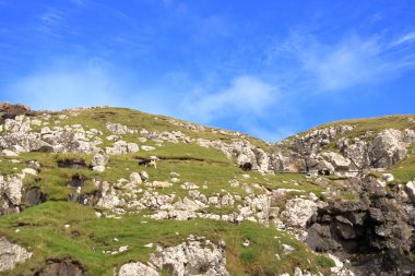 sheeps standing on a rocky green pasture at the Faroe islands in Denmark