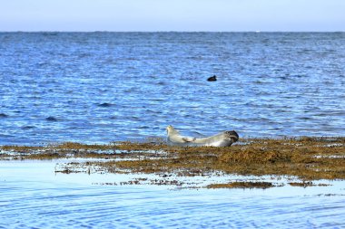 Vatnsnes yarımadasında Illugastadir yakınlarında poz veren fok.