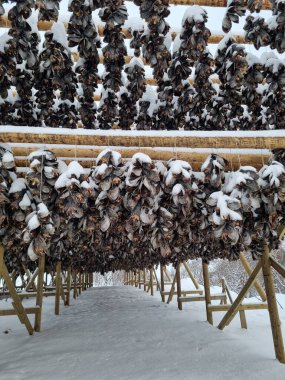 Lofoten Adası 'nda bulunan Svolvaer şehrinin ön kıyılarındaki stok balığı için karlı ahşap raflar