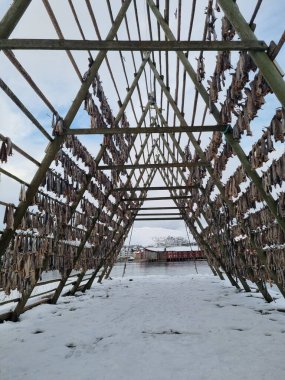 Norveç Lofoten Adaları 'ndaki morina kurutma tesisi.