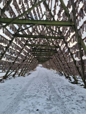 Ahşap çerçeveler (hjell), Lofoten adaları, Nordland, Norveç üzerinde geleneksel balık balığı kurutma (arktik morina)