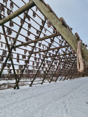 Norveç 'teki Lofoten Adaları' ndaki bir rafta hava kurutma ürünleri.