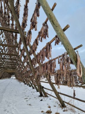 Kuzey Norveç 'te Lofoten' da balık kurutma